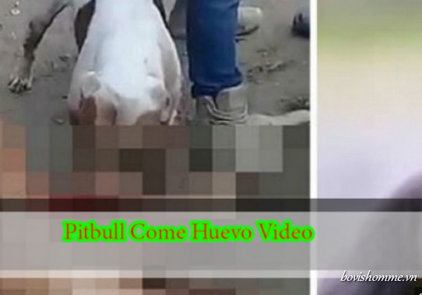 Pitbull come huevo video: Una Escena Increíble